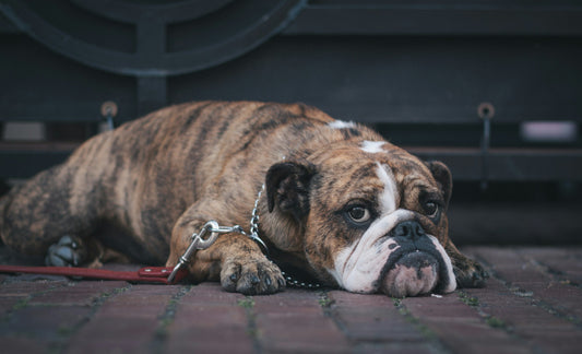 Why Does Caffeine Make Me Poop?